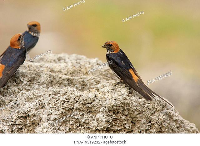 Lesser striped-Swallow Hirundo abyssinica - Queen Elizabeth National Park, Uganda, Africa