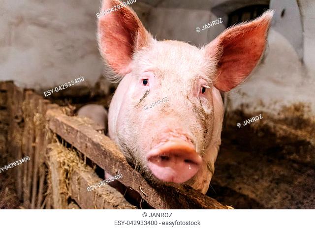 Beautiful portrait of a pink pig in a sty. The interior of a farm building. The pigs are ready for slaughter