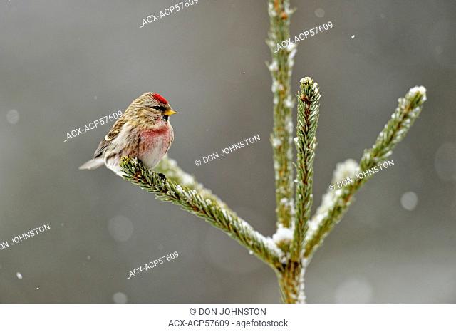 Common Redpoll Carduelis flammea Winter visitor. Male, Greater Sudbury Lively, Ontario, Canada