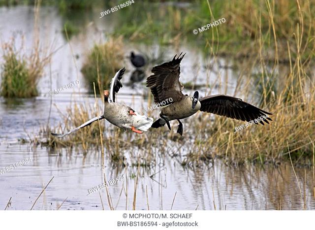 greylag goose (Anser anser), chased away by Canada Goose (Branta canadensis), Germany, Rhineland-Palatinate