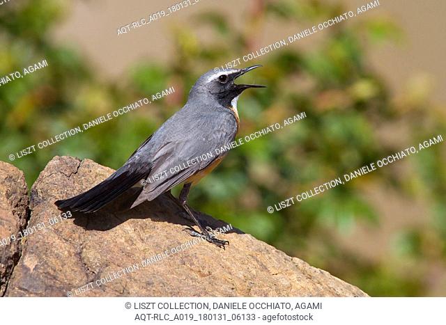 Singing male White-throated Robin, White-throated Robin, Irania gutturalis