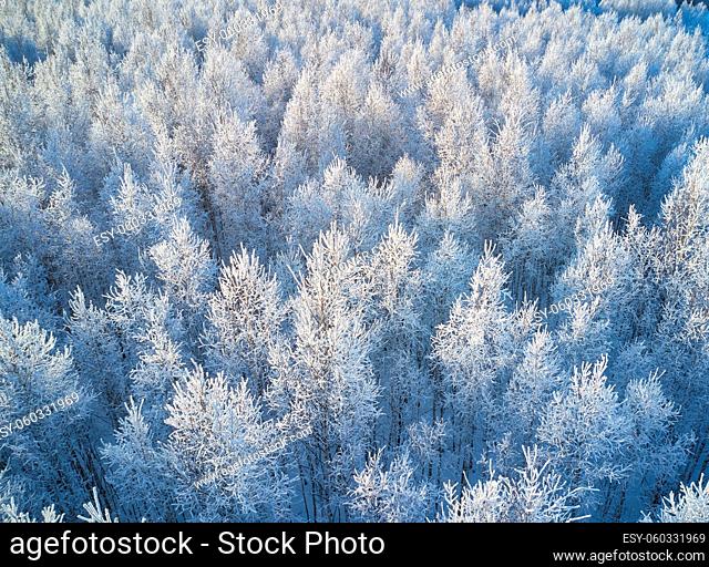 Aerial photo of nbirch forest in winter season. Drone shot of trees covered with hoarfrost and snow. Natural winter background