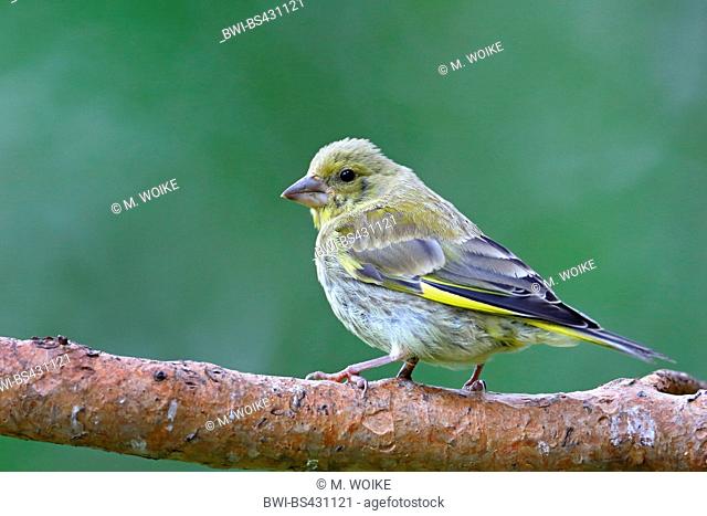 western greenfinch (Carduelis chloris), female sitting on a branch, side view, Norway, Ovre Pasvik National Park