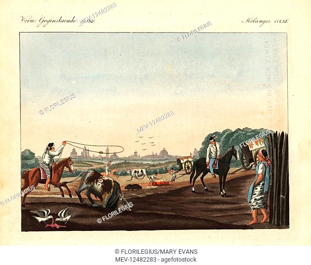 Native American gauchos lassoing and butchering cattle at one of the outdoor slaughterhouses in Buenos Aires, Argentina. Handcoloured copperplate engraving from...