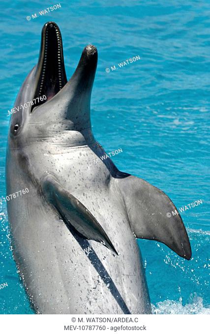 Bottlenose Dolphin (Tursiops truncatus aduncus)