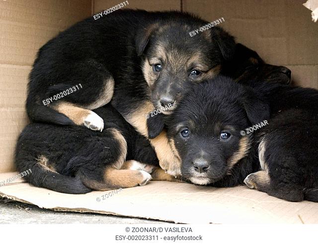 homeless puppies