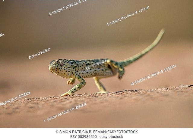 A Flap-necked chameleon walking in the sand in the Kruger National Park, South Africa