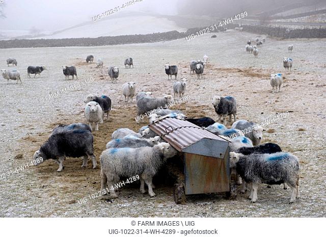Herdwick sheep feeding from hay rack in winter conditions. Keswick. English Lake District. (Photo by: Wayne Hutchinson/Farm Images/UIG)