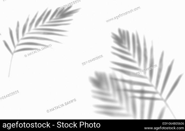 Shadow from a palm leaf, blank for the designer, overlap for a layer. Copy space