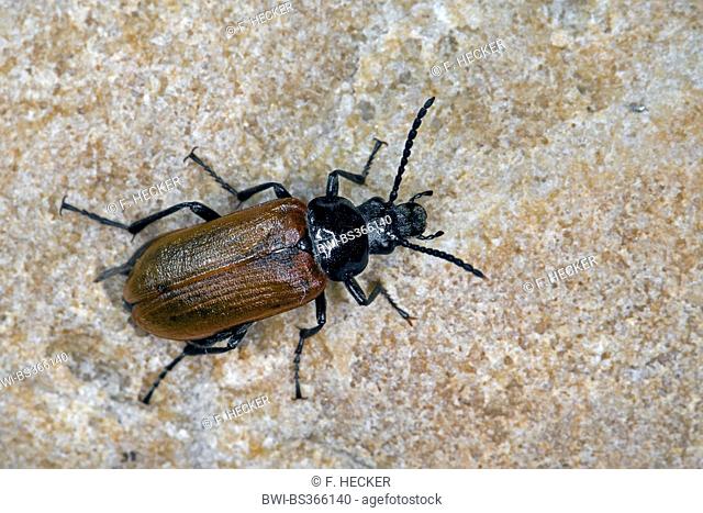 Comb-clawed beetle, Comb clawed beetle (Omophlus lepturoides, Odontomophlus lepturoides), on a stone, Germany