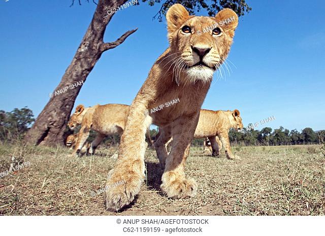 Lion (Panthera leo) adolescent approaching cautiously -wide angle perspective-, Maasai Mara National Reserve, Kenya