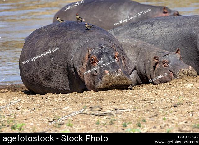Africa, East Africa, Kenya, Masai Mara National Reserve, National Park, Common Hippo near the water