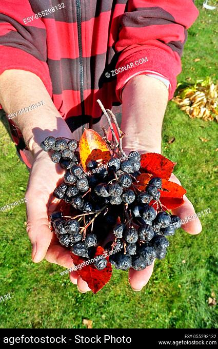 Gardener elderly woman holding ripe small black Rowan berries bunch in hands. Sunny October day garden shot