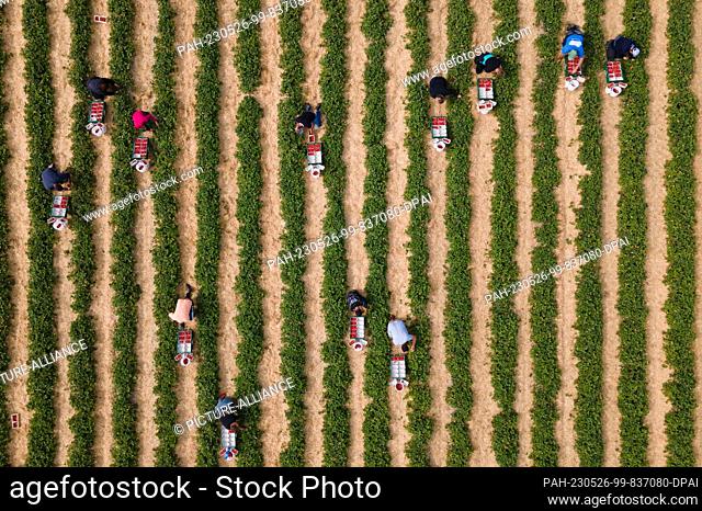 26 May 2023, Saxony, Coswig: Harvest workers pick strawberries in a field on the occasion of the opening of the strawberry season