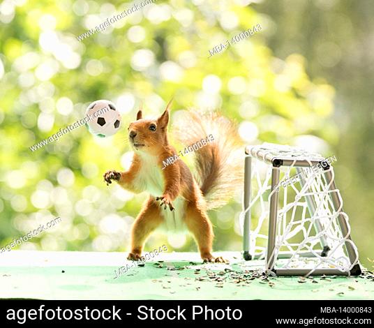 red squirrel is looking at a football