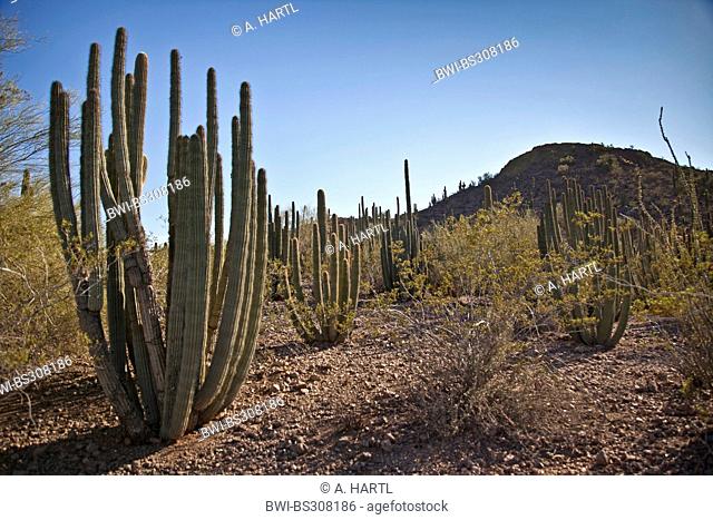 Organ Pipe Cactus (Stenocereus thurberi), in Sonora desert, USA