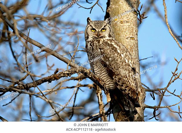 Great horned owl, Bubo virginianus