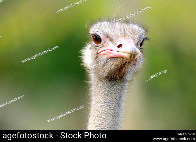 Ostrich (Struthio camelus), Catalonia, Spain, front view