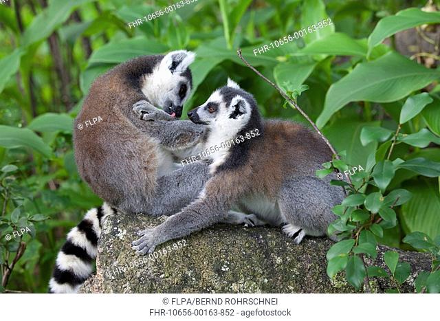 Ring-tailed Lemur Lemur catta two adults, mutual grooming, Anja Reserve, Madagascar