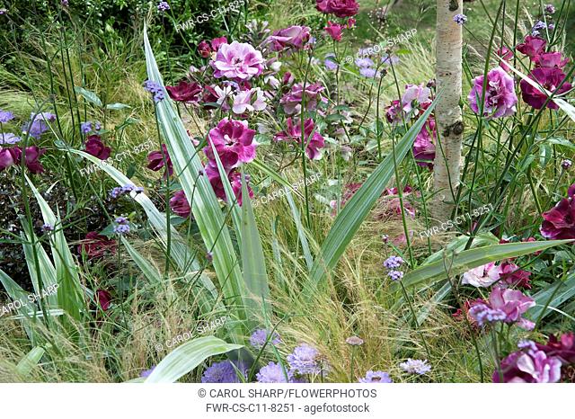 Rose, Rosa 'Burgundy and Ice' and Silver spear, Astelia chathamica, amongst Mexican feather grass, Stipa tenuissima. Part of The Stone Roses garden by Greenes...