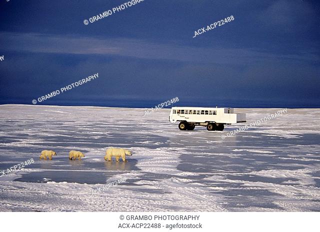 Polar Bear mother and cubs walk across ice as a Tundra Buggy¨ passes behind them, Ursus maritimus, near Churchill, Manitoba, Canada