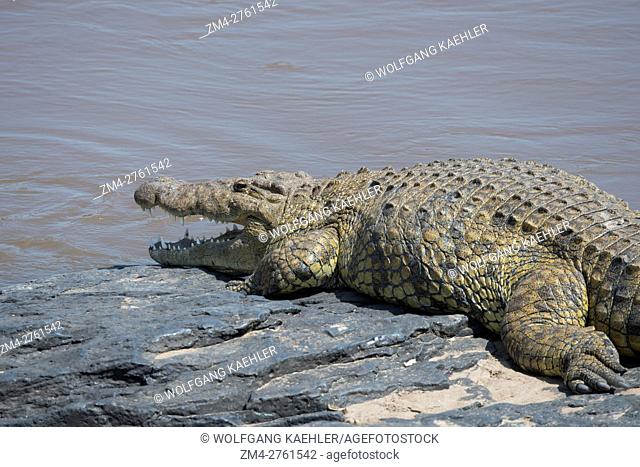 A Nile crocodile (Crocodylus niloticus) sunning itself on the river bank of the Mara River in the Masai Mara National Reserve in Kenya