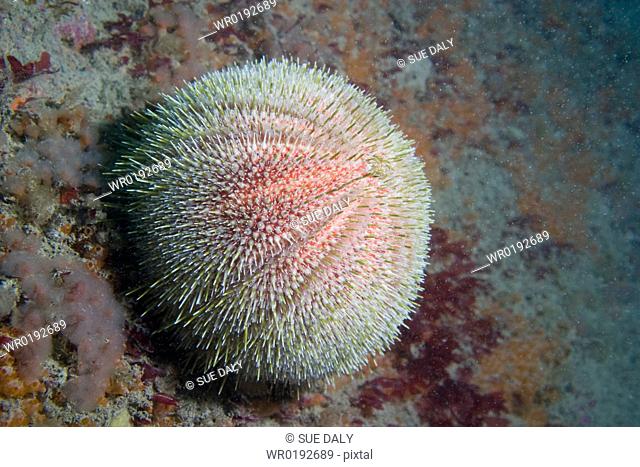 Common Sea Urchin Echinus esculentus