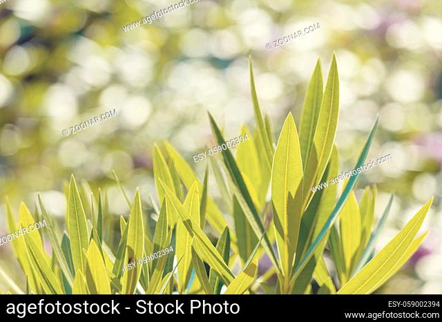 green plant leaf in spring garden, natural background with shallow focus and bokeh, wallpaper or backdrop use. Spring background. Spring Backdrop