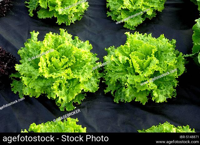 Mulch lettuce 'Lollo Bionda' with mulch film (Lactuca sativa var. crispa) Looseleafs mulch
