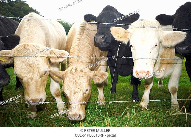 Cows peeking out from wire fence