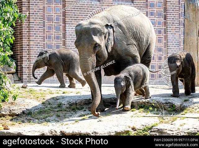 09 June 2023, Saxony, Leipzig: Zaya (m), the youngest elephant in Leipzig Zoo's herd, explores the elephant enclosure alongside his mother, lead cow Kewa