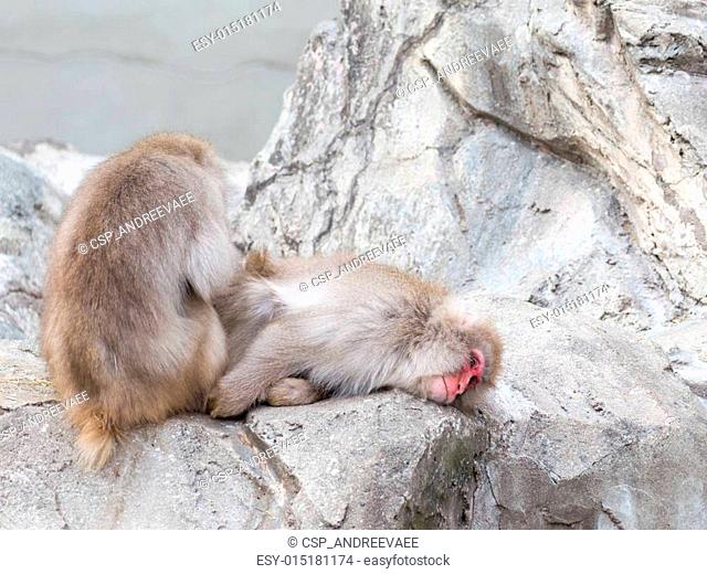 two funny Japanese macaque