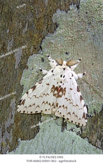 Moth (Lymantria brunneiplaga) adult, resting on lichen covered log, Malaysian Borneo, Borneo, Malaysia, February