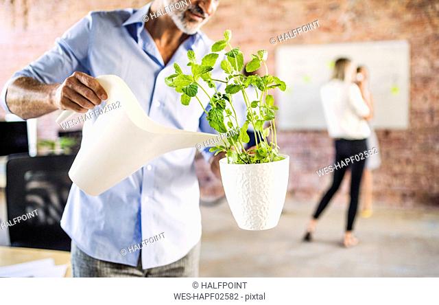 Businessman watering plant in office with colleagues in background