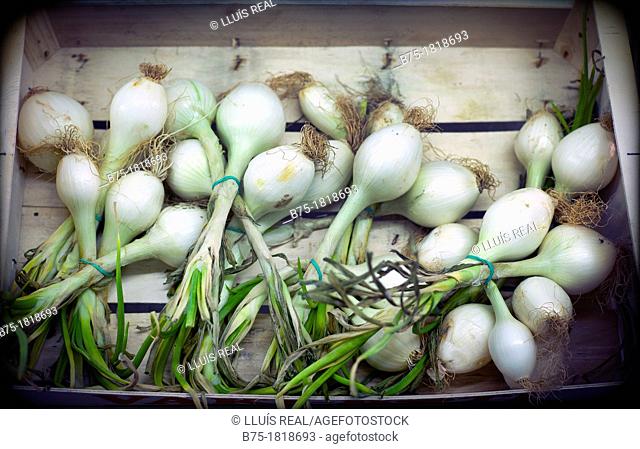 manojos de cebollas tiernas en un cajón, bunches of spring onions in a box