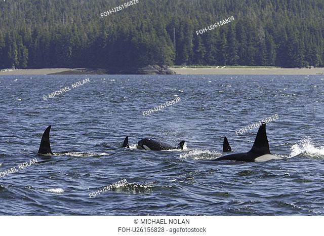 A pod of 5 Orcas Orcinus orca encountered off Gardner Point on the south end of Admiralty Island, Southeast Alaska. The pod consisted of two adult males