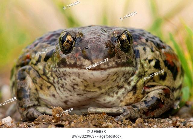 common spadefoot, garlic toad Pelobates fuscus, sitting on gravel ground, Germany, Rhineland-Palatinate