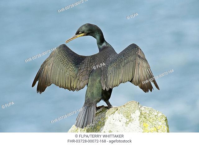 European Shag Phalacrocorax aristotelis adult, stretching wings, standing on coastal rock, Saltee Islands, Ireland