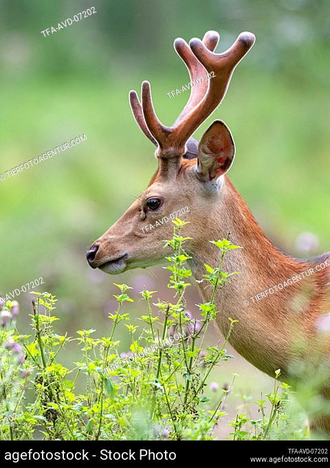 male Sika deer