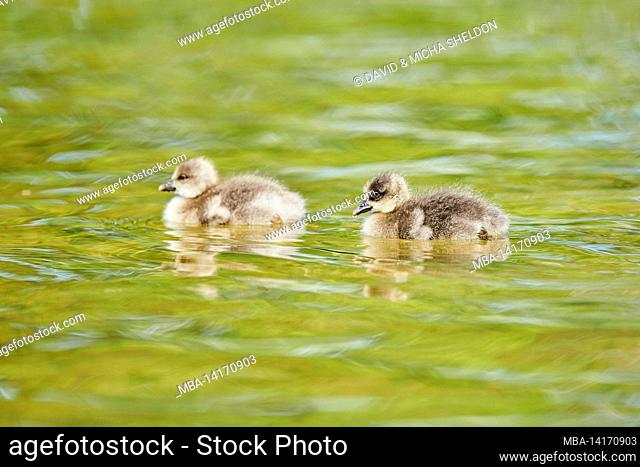 white-fronted goose chicks (anser albifrons) swimming on a lake, bavaria, germany