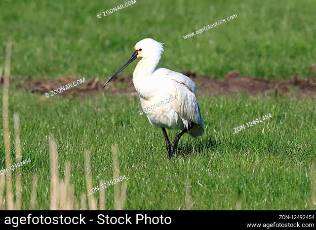 Eurasian or common spoonbill in nature Island Texel, Holland
