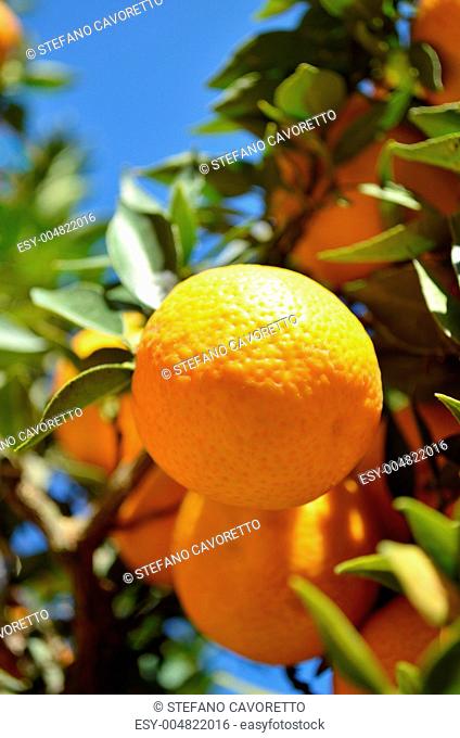 Sour oranges