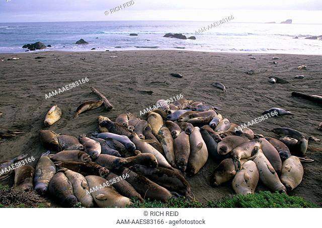 Northern Elephant Seal (Mirounga angustirostris), rookery & beach, San Simeon State Beach, Cambria, California