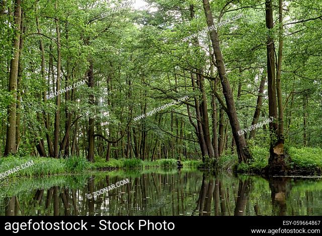 landscape with rivers and forest in the Spreewald in Brandenburg in Germany