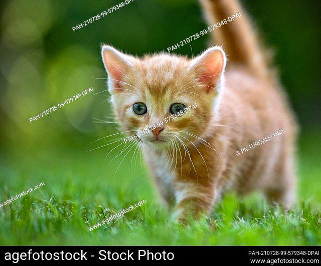 27 July 2021, Brandenburg, Sieversdorf: A kitten about seven weeks old explores a garden in a meadow. Photo: Patrick Pleul/dpa-Zentralbild/ZB