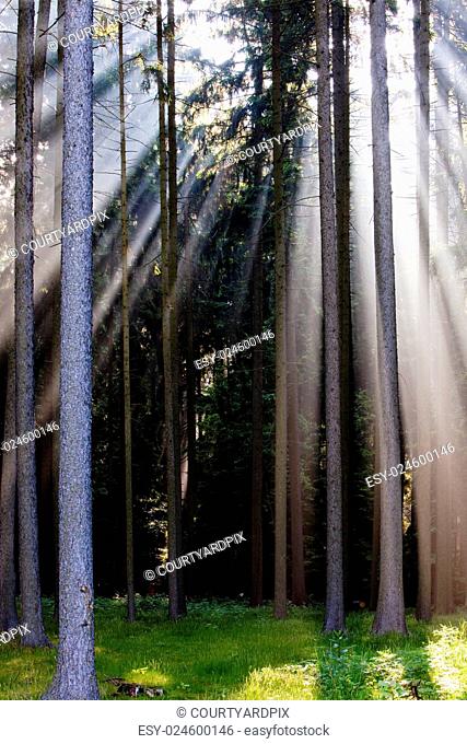 forest scene with sunrays shining through branches