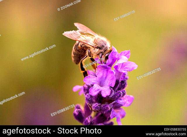 Bee pollination on a lavender flower