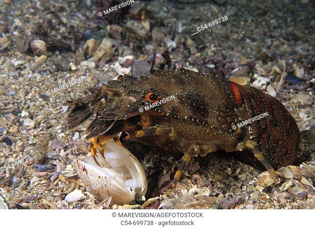 Eastern Atlantic. Galicia. Spain. Little cape town lobster devouring clam. Scyllarus arctus. Venerupis rhomboideus