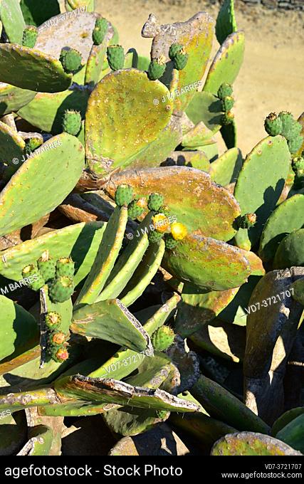 Barbary fig or Indian fig opuntia (Opuntia ficus-indica) is a cactus native to Mexico but naturalized in many arid or semiarid region of the World