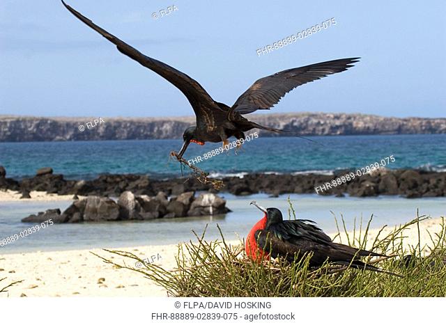 male great Frigatebird stealing stick from nest Genovesa island, Galapagos